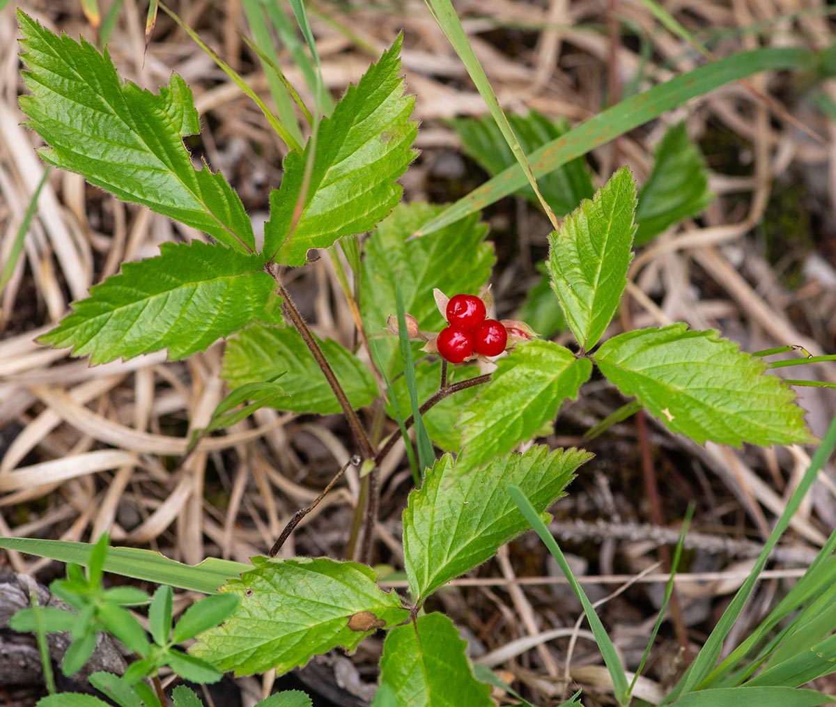Habitus